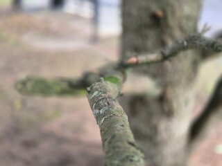 Tree branch close view with blurred background