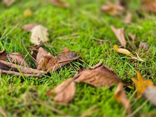 Autumn leaves on grass seasonal background