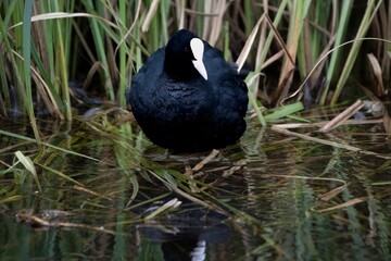 The Eurasian Coot (Fulica atra), also known as the Common Coot, or Australian Coot.