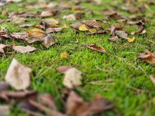 Autumn leaves on grass seasonal background