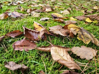 Autumn leaves on grass seasonal background