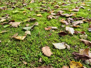 Fototapeta premium Autumn leaves on grass seasonal background