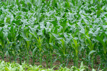 Green corn crops