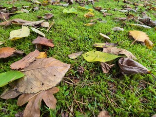 Autumn leaves on grass seasonal background
