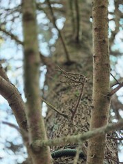 Tree branches in the deep forest background
