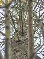 Tree branches in the deep forest background