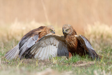 Birds of prey male Marsh harrier Circus aeruginosus, hunting time Poland Europe spring time April	 two fighting birds