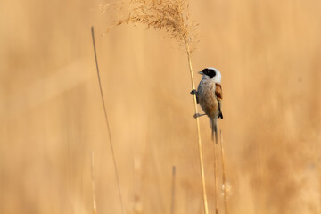 Bird Remiz pendulinus Penduline Tit perched on reed Poland Europe reed bed by the pond
