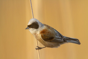 Bird Remiz pendulinus Penduline Tit perched on reed Poland Europe reed bed by the pond