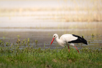 Bird White Stork Ciconia ciconia hunting time early spring in Poland Europe