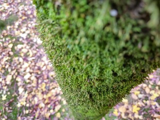 Moss on a tree bark close view natural background