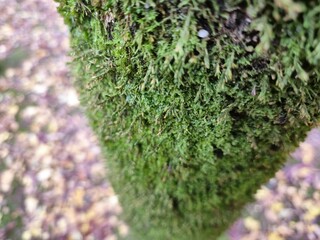 Moss on a tree bark close view natural background