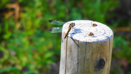 ノシメトンボ © TOKYO360