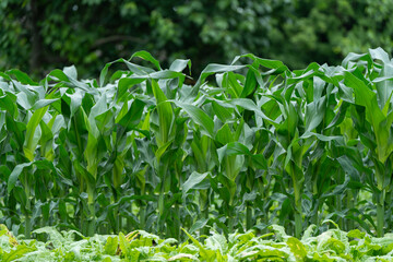 Green corn crops