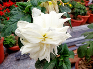 White Dahlia flowers in garden. Beautiful dahlia flower over blurred green background. Flowering background of bloom white dahlia in summer in flower garden. Floral background.