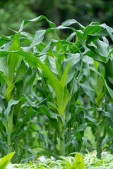 Green corn crops