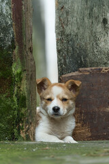 The lovely white dog lying under the door