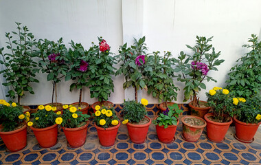 Colourful Dahlia flower planters row for natural background.