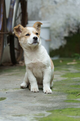 Lovely white dog with flowers