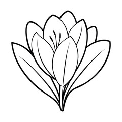 Line art illustration of a crocus flower with detailed petals and leaves