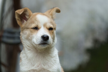 Lovely white dog with flowers