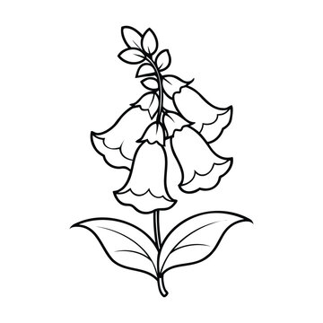 A black and white line art illustration of a foxglove flower with bell-shaped blooms and leaves