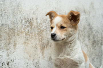 Lovely white dog with flowers