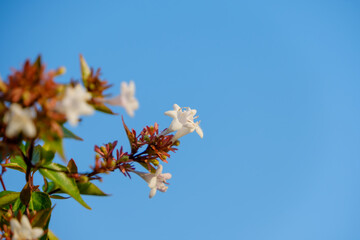 初夏のはかない輝き