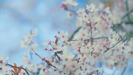 Romantic Background Of Spring. Outdoor Nature. Spring Garden. White Blossoms On Tree Branch With Red And Green Leaves.