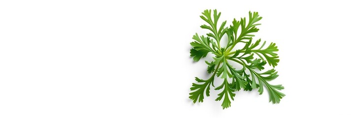 A delicate sprig of parsley and dill placed on a white background in a artistic arrangement , artful garnish, fresh herb decoration, natural accents