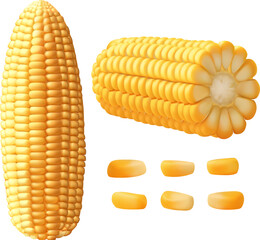 Realistic ripe raw corn cobs and yellow kernels, vector maize farm food vector 3d sweetcorn corn cobs, agriculture elements. Harvest Gradient Mesh