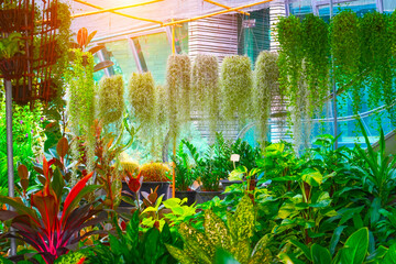 Tillandsia usneiformes in a orchid and other decorative foliage plants philodendron, ficus,...
