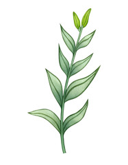 Obraz premium Watercolor Green Plant Branch Leaves Buds Botanical Illustration