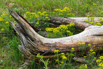 Zypressen-Wolfsmilch (Euphorbia cyparissias) zwischen Totholz