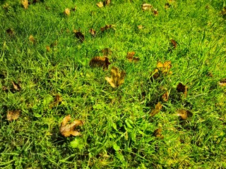 Autumn leaves in green grass background