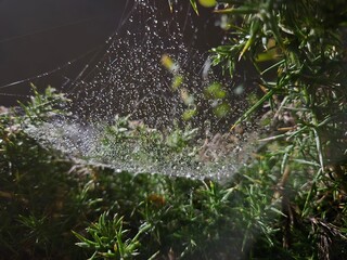 Drops of water in spider web close view background