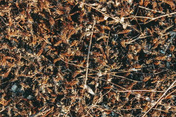 Organic texture of dried sphagnum moss. A versatile background for nature-inspired concepts