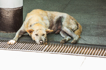 Thailand stray dog sleepping on floor