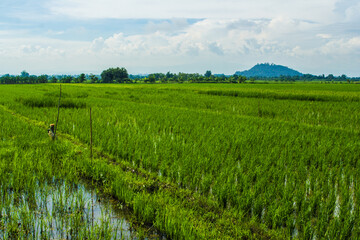 green rice field in Thailand