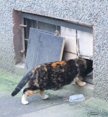 Multicolor cat squeezes into a narrow cat hole in the basement window