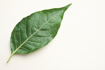 Obraz premium Green leaf on white background, minimalistic nature concept