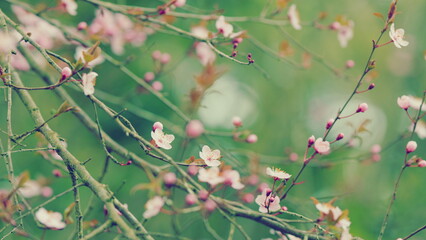 Warm Spring Day. Blossoming Cherry Plum Springtime Pink Flowers. Japanese Plum.