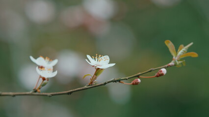 Blooming White Tree In Spring Cherry Plum. Plum Blossoms Are Blooming In Spring. Huge Flowering Tree.