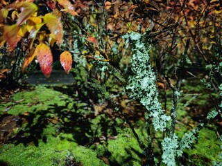 Autumn trees at night background