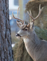 White-tailed buck walking in winter in Montana