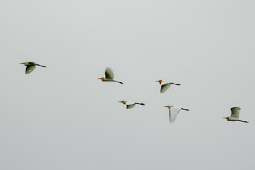 A flock of cattle egrets gracefully flying in formation across a pale gray sky, capturing the harmony of nature and the elegance of their synchronized flight