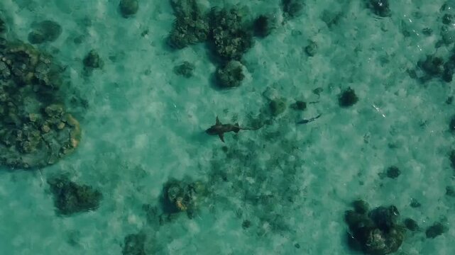 Nurse shark near the tropical island resort Lizard Island Australia queensland marine park coral reef
