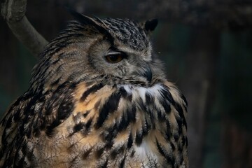 The Eurasian Eagle-Owl (Bubo bubo).