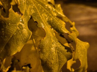 Last autumn leaves on trees background