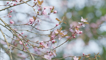 Blossoming Branch Apple. Beautiful Spring Natural Background With Apple Blossom Flowers.